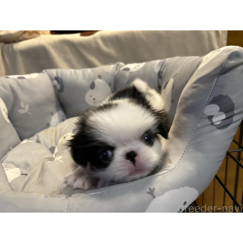 成約済の静岡県の狆 (チン)-410723の5枚目