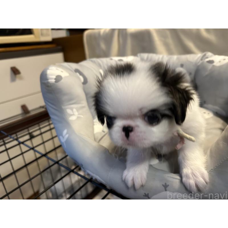 成約済の静岡県の狆 (チン)-410723の4枚目