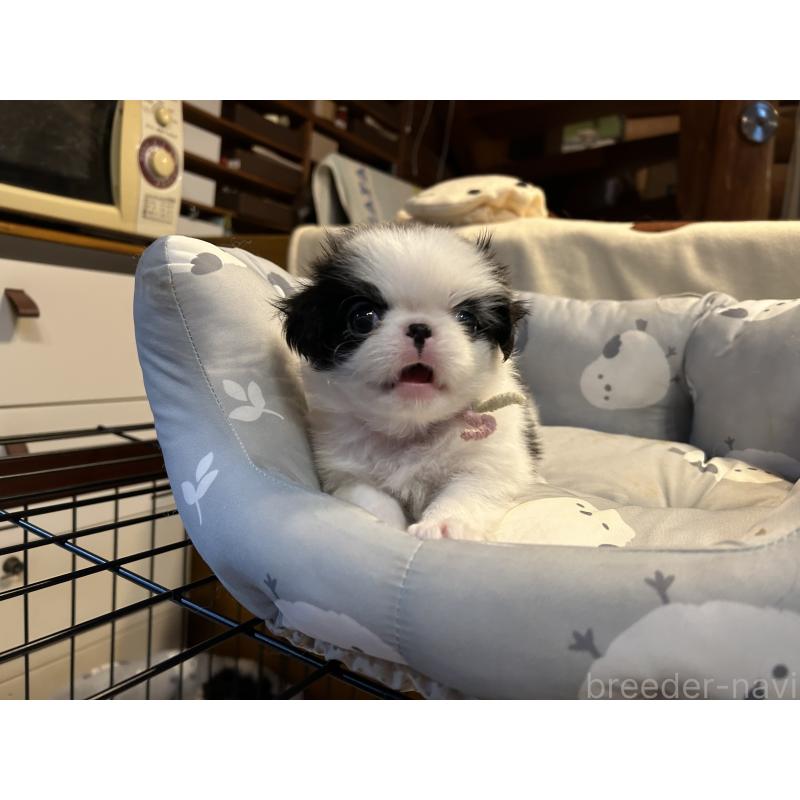 成約済の静岡県の狆 (チン)-410723の3枚目