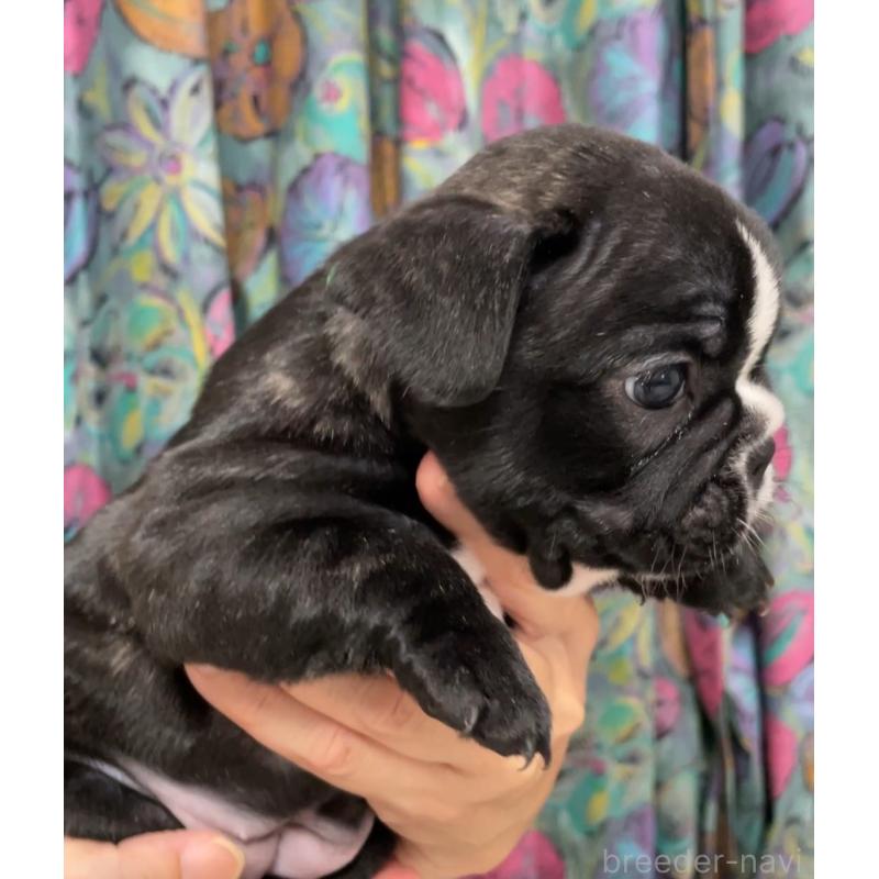 販売中の山口県のフレンチブルドッグ-413359の2枚目