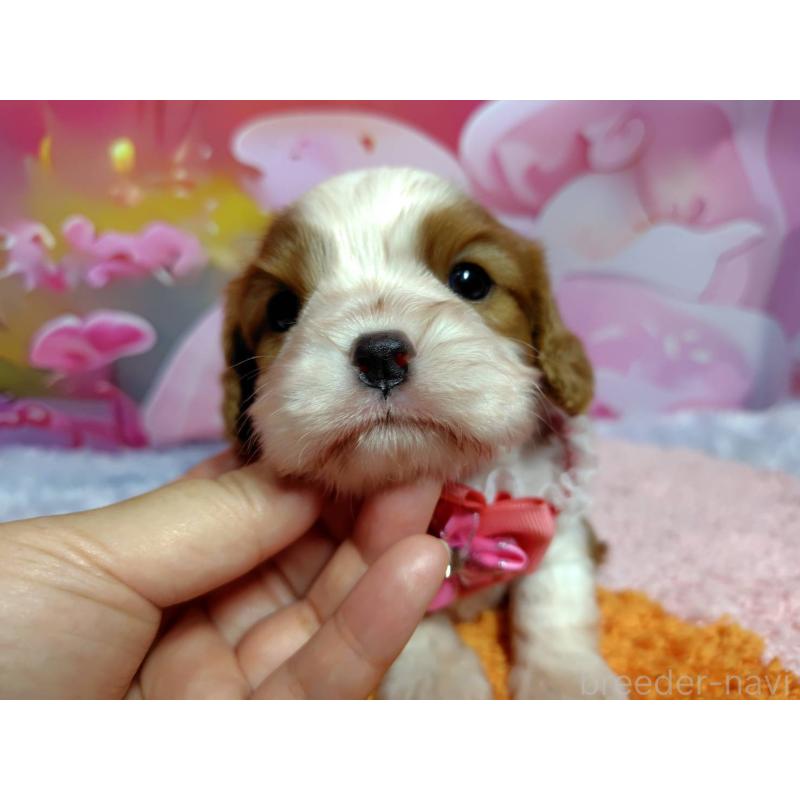 成約済の神奈川県のキャバリアキングチャールズスパニエル-412267の11枚目