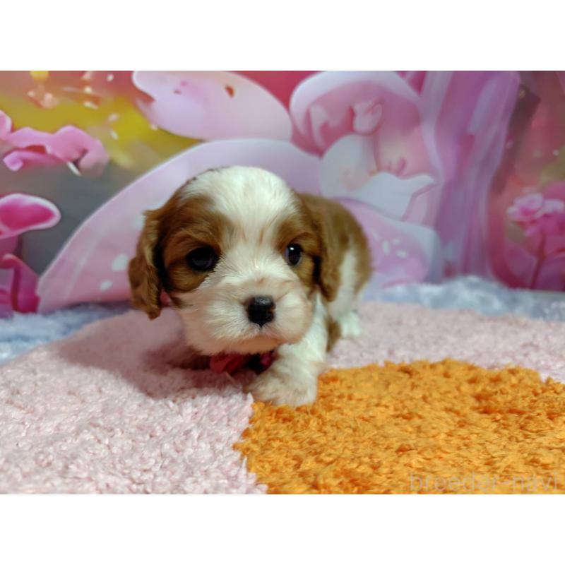 成約済の神奈川県のキャバリアキングチャールズスパニエル-412267の10枚目