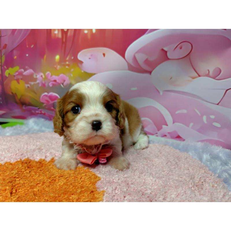 成約済の神奈川県のキャバリアキングチャールズスパニエル-412267の1枚目