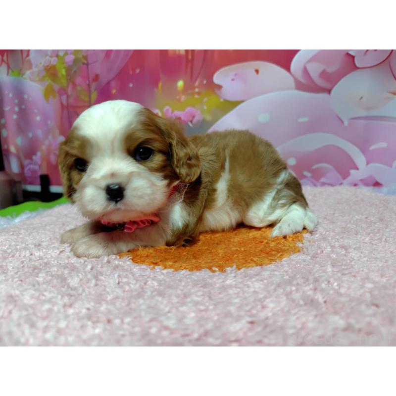 成約済の神奈川県のキャバリアキングチャールズスパニエル-412267の9枚目