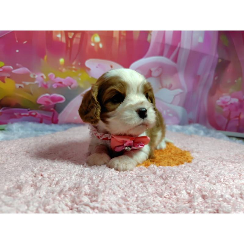 成約済の神奈川県のキャバリアキングチャールズスパニエル-412267の8枚目