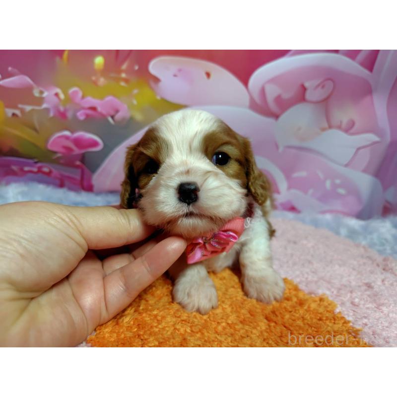 成約済の神奈川県のキャバリアキングチャールズスパニエル-412267の7枚目