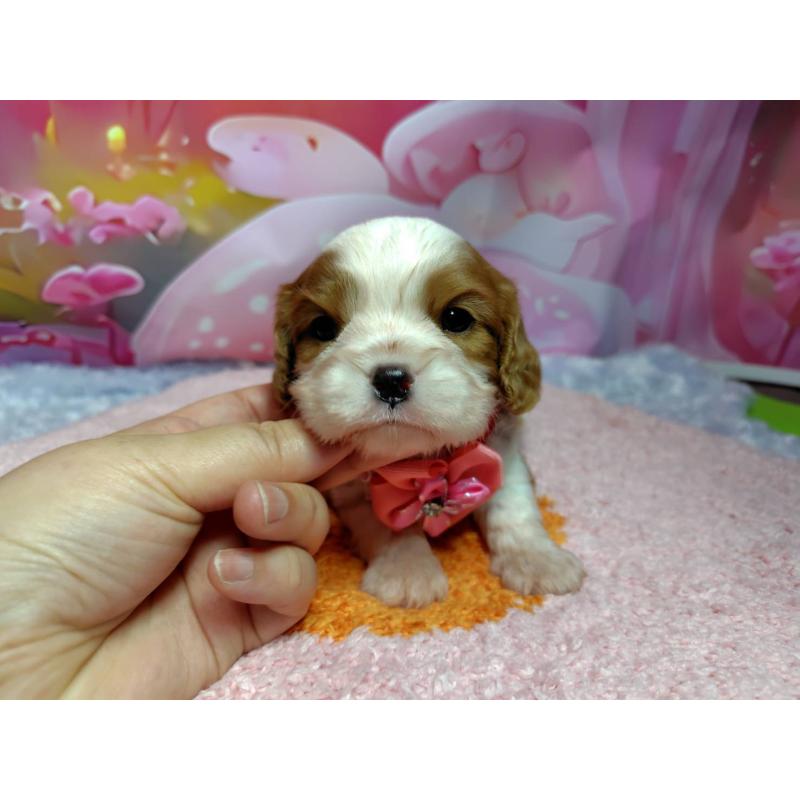 成約済の神奈川県のキャバリアキングチャールズスパニエル-412267の6枚目