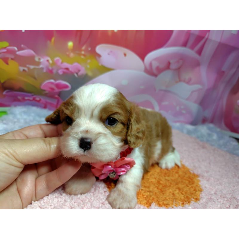 成約済の神奈川県のキャバリアキングチャールズスパニエル-412267の5枚目