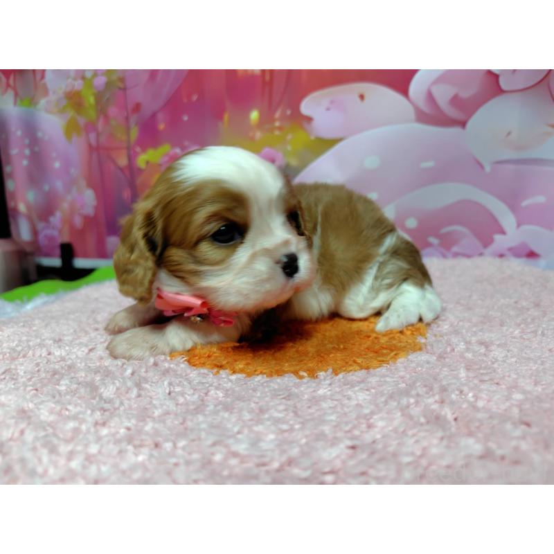 成約済の神奈川県のキャバリアキングチャールズスパニエル-412267の4枚目