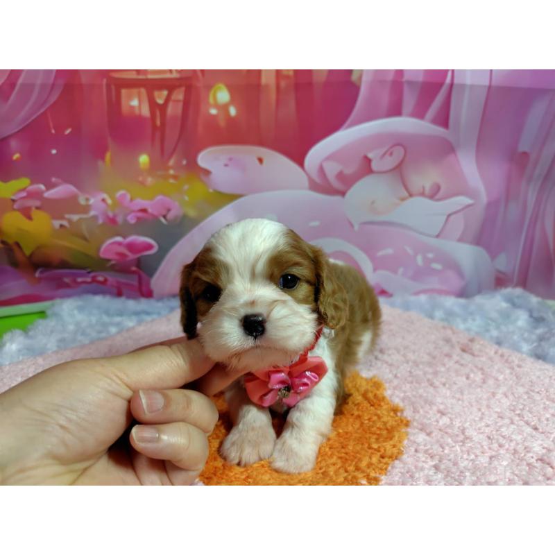 成約済の神奈川県のキャバリアキングチャールズスパニエル-412267の3枚目