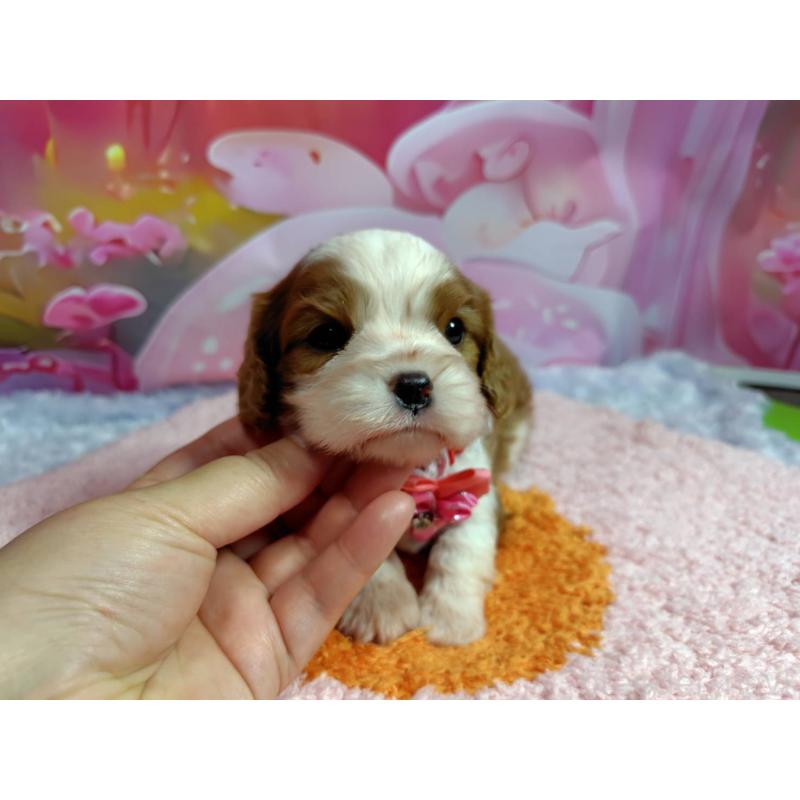 成約済の神奈川県のキャバリアキングチャールズスパニエル-412267の2枚目