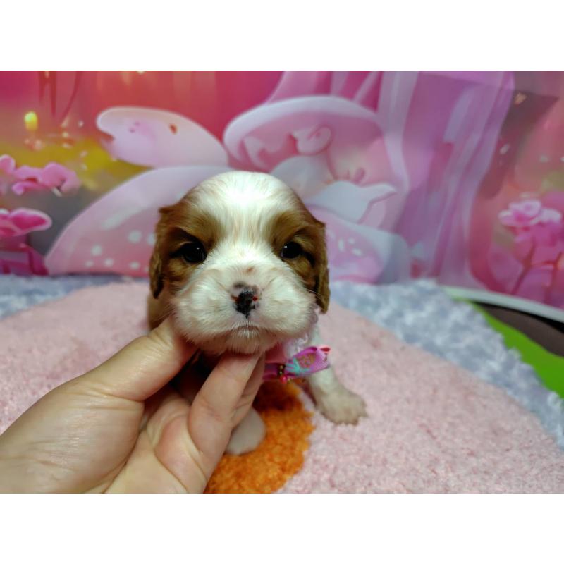 販売中の神奈川県のキャバリアキングチャールズスパニエル-412268