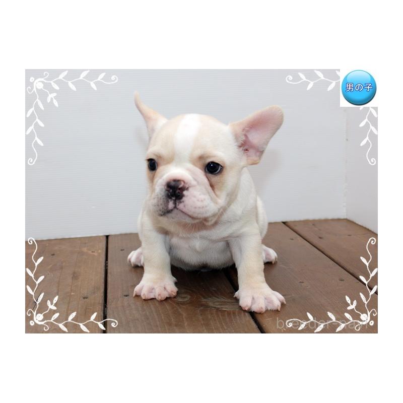 成約済の神奈川県のフレンチブルドッグ-408932の2枚目