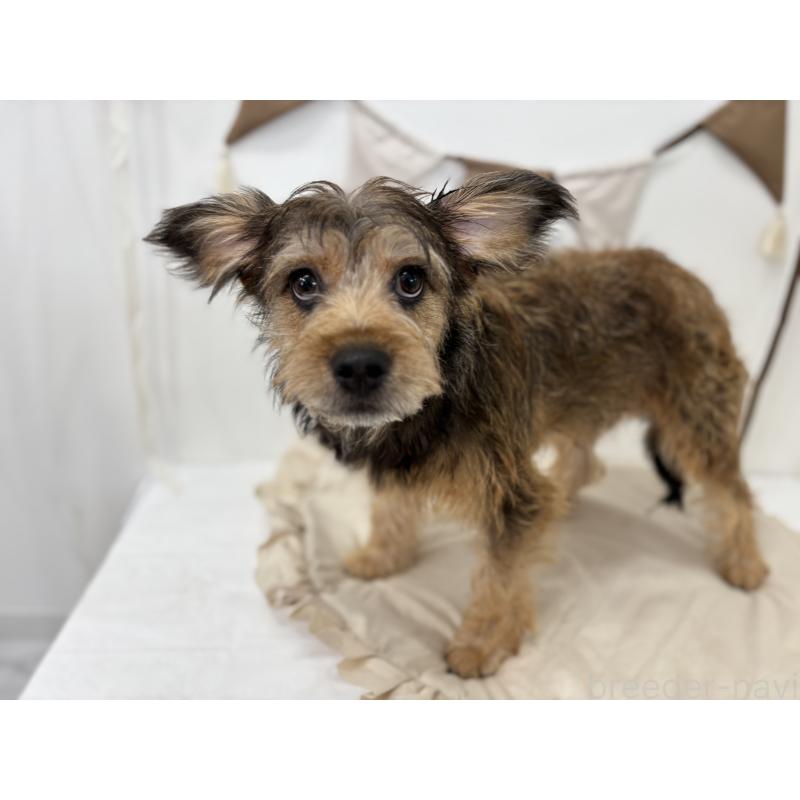 販売中の千葉県のミックス犬-379172の2枚目