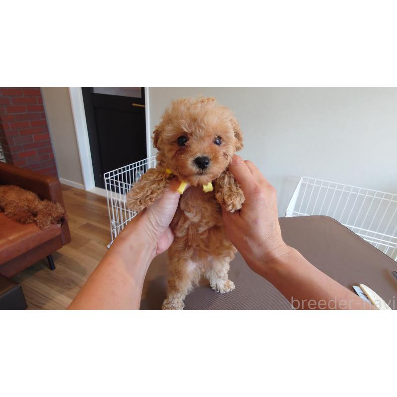 販売中の北海道のミックス犬-413378の3枚目