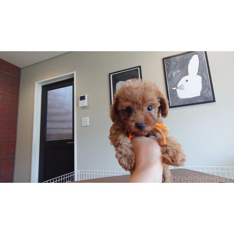 販売中の北海道のミックス犬-413380の3枚目