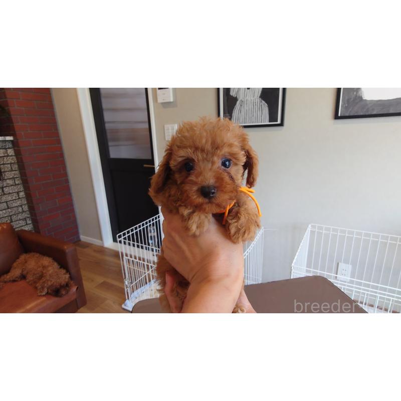 販売中の北海道のミックス犬-413380の2枚目