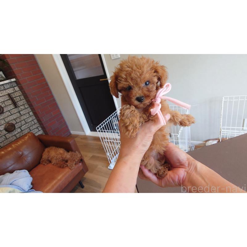 販売中の北海道のミックス犬-413381の3枚目