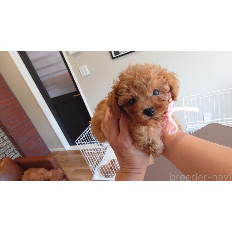 販売中の北海道のミックス犬-413381の2枚目