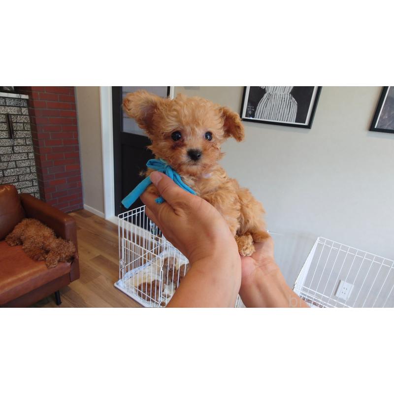 販売中の北海道のミックス犬-413382の2枚目