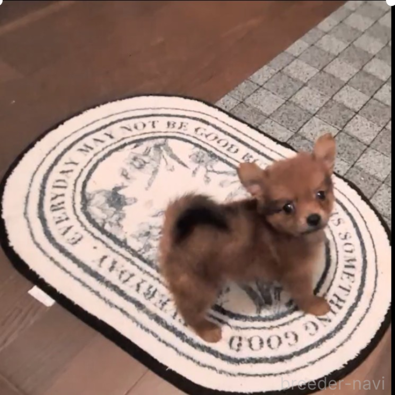 販売中の茨城県のミックス犬-413384の3枚目