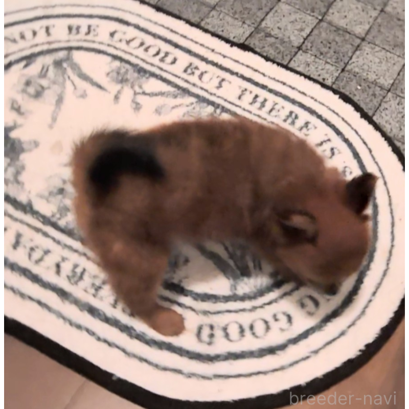 販売中の茨城県のミックス犬-413384の2枚目