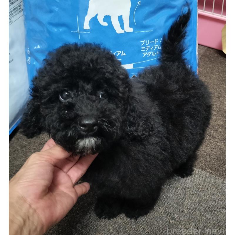 販売中の岐阜県のミニチュアプードル-406227