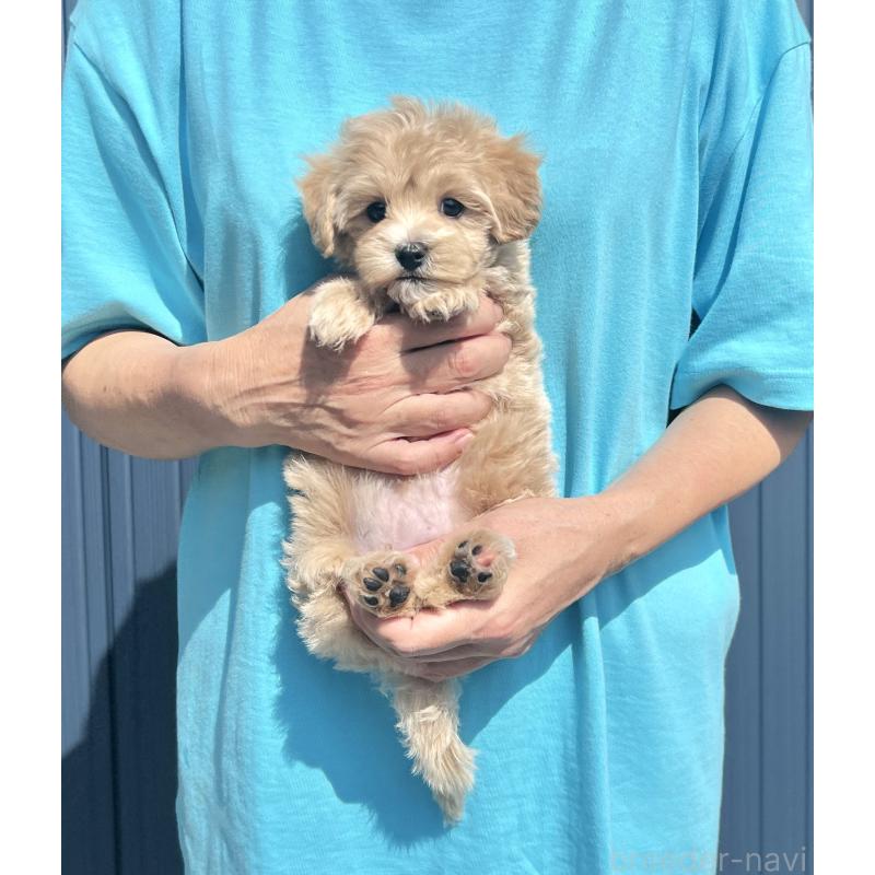 販売中の千葉県のマルプー:マルチーズ×トイプードル-407877の47枚目