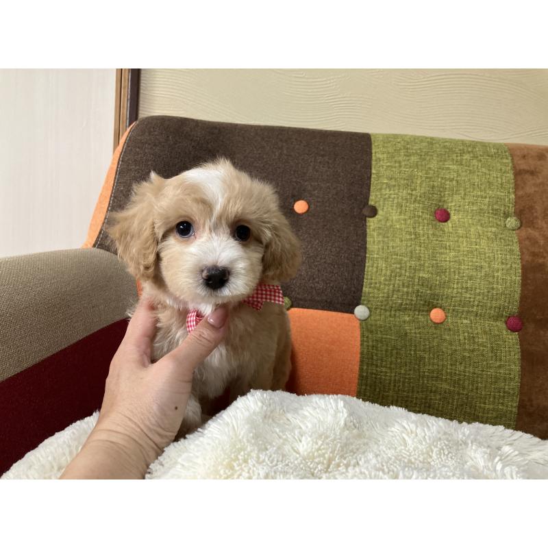 販売中の福岡県のマルプー:マルチーズ×トイプードル-413391の10枚目