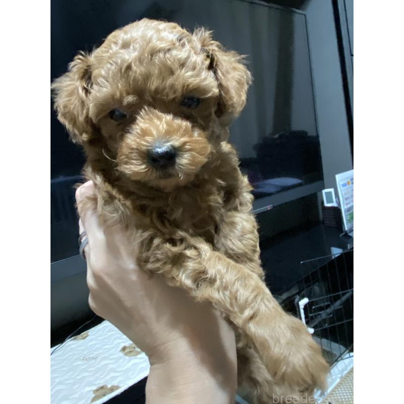 販売中の愛知県のタイニープードル-413244の3枚目