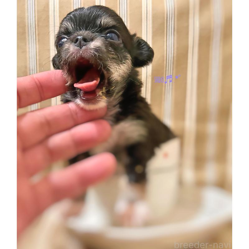 販売中の千葉県のチワワ(ロングコート)-413401の5枚目