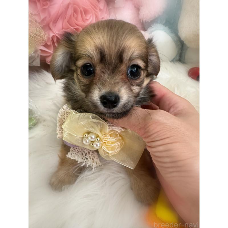 商談中の香川県のチワックス:チワワ×ミニチュアダックスフンド-409043の5枚目