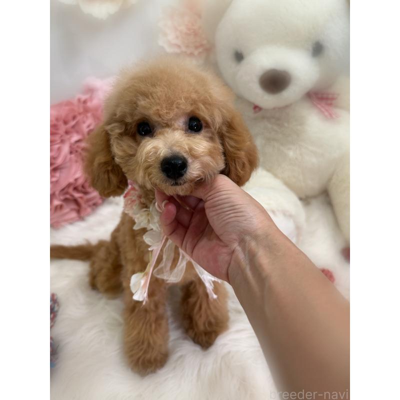 販売中の香川県のトイプードル-389223の6枚目