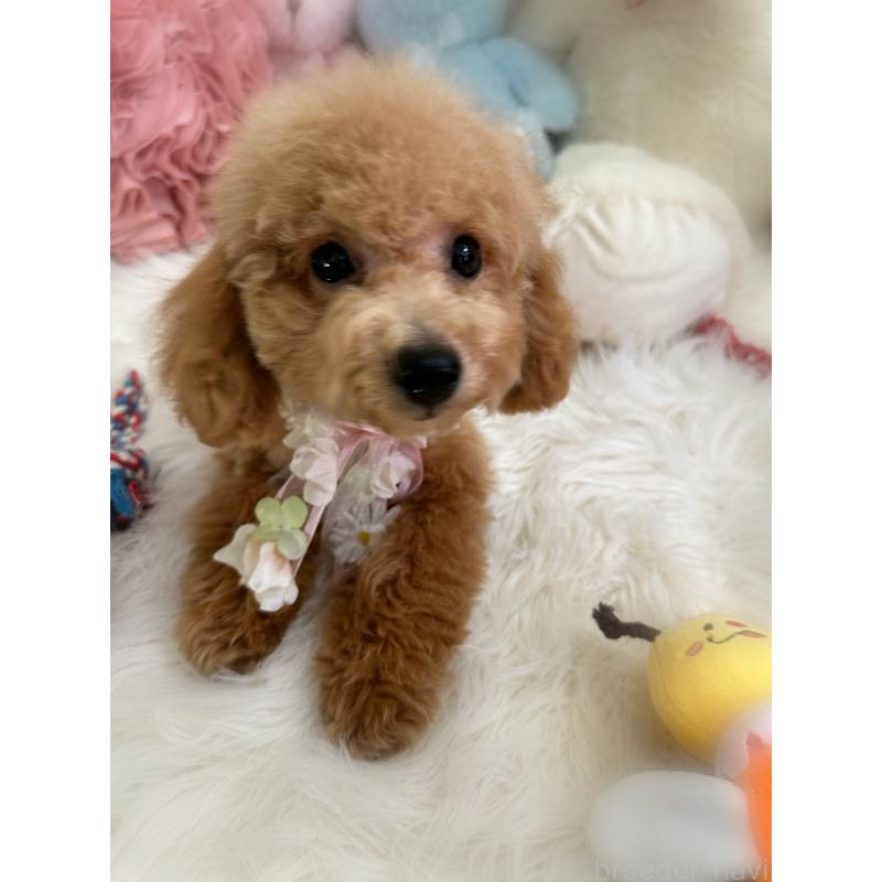 販売中の香川県のトイプードル-389223の5枚目