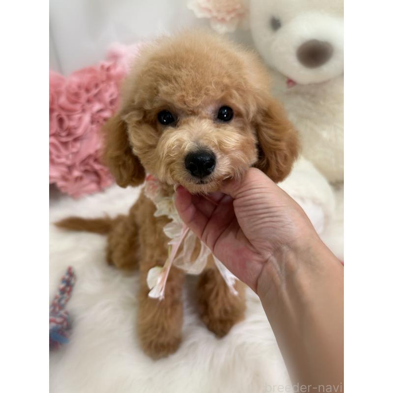 販売中の香川県のトイプードル-389223の4枚目