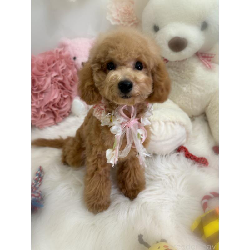 販売中の香川県のトイプードル-389223の3枚目