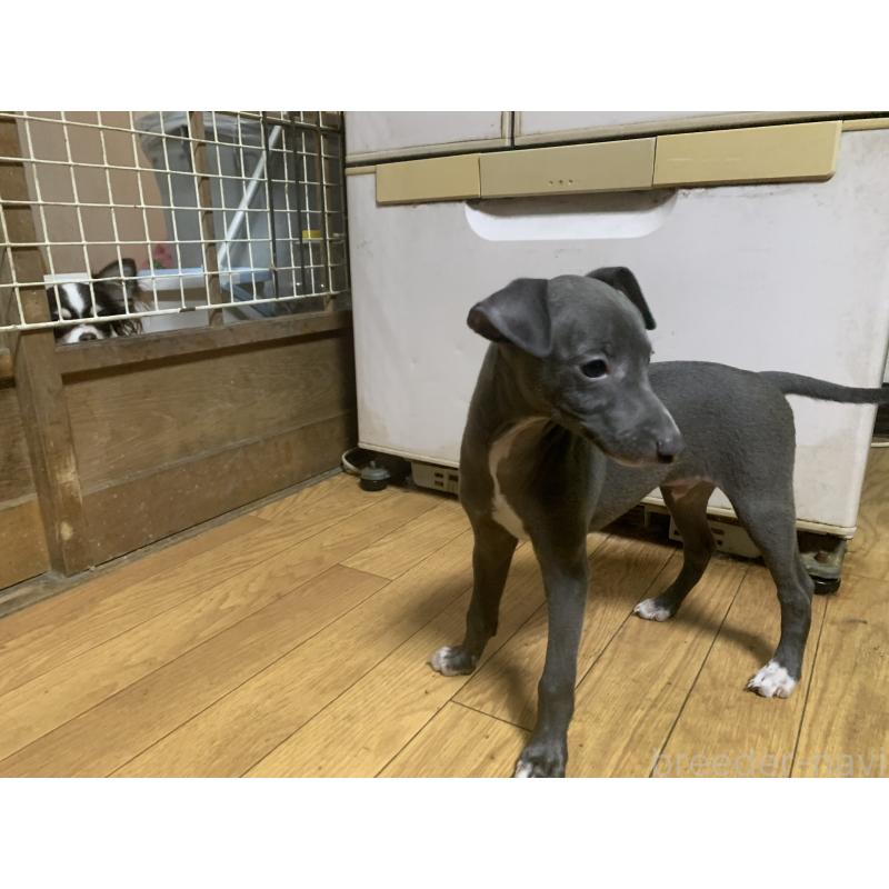商談中の愛知県のイタリアングレーハウンド(イタグレ)-413248の2枚目