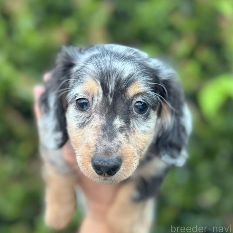 成約済の福岡県のミニチュアダックスフンド(ロングヘアード)-410048の2枚目