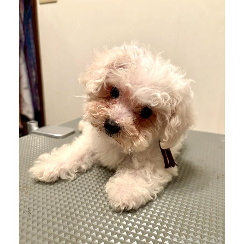 販売中の東京都のミックス犬-404057