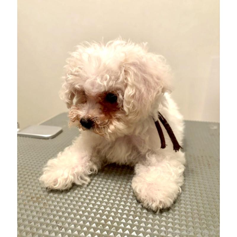販売中の東京都のミックス犬-404057の2枚目