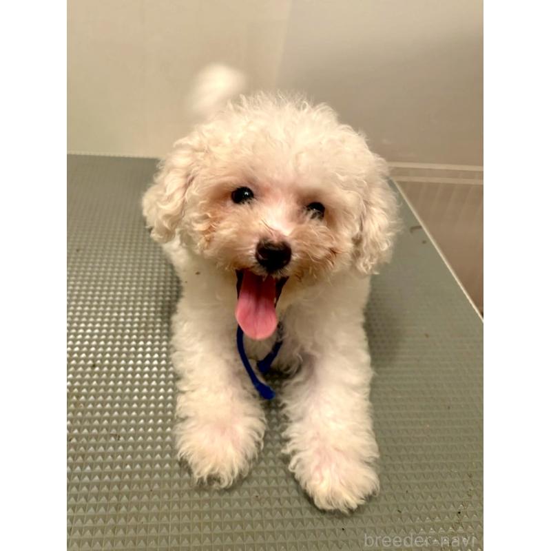 販売中の東京都のミックス犬-404054の7枚目
