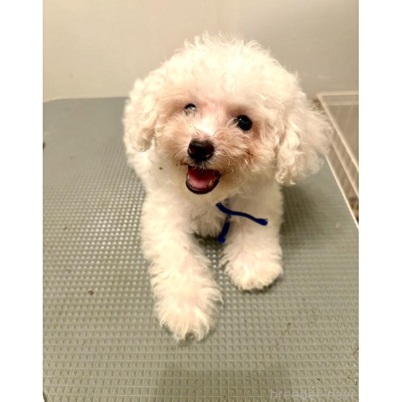販売中の東京都のミックス犬-404054の6枚目