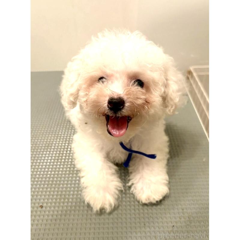 販売中の東京都のミックス犬-404054の5枚目