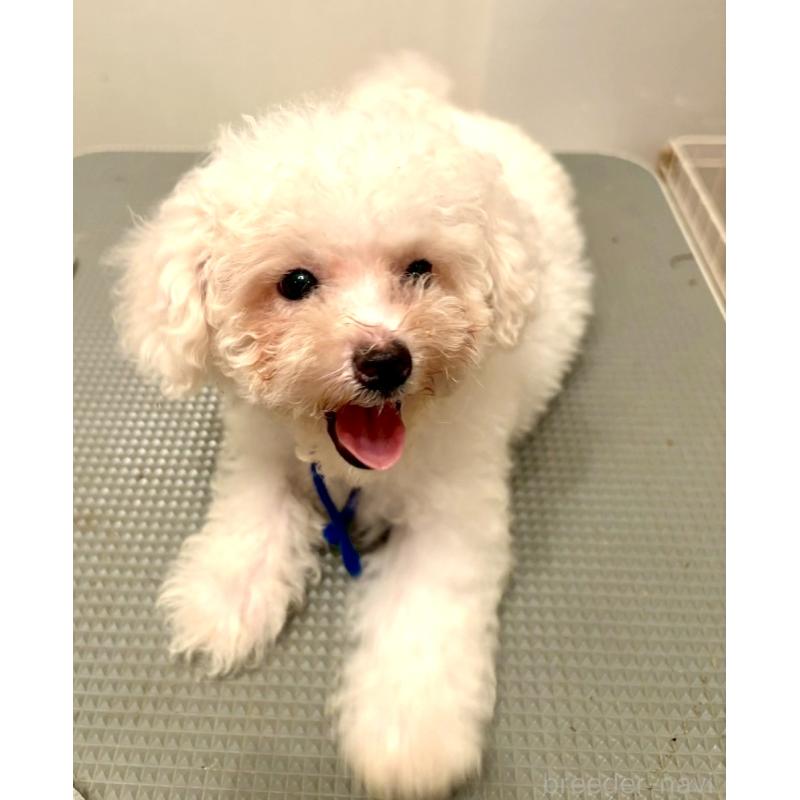 販売中の東京都のミックス犬-404054の3枚目
