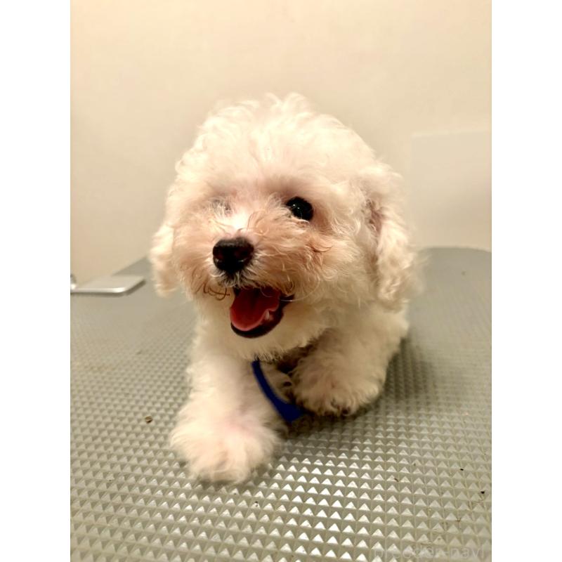 販売中の東京都のミックス犬-404054の2枚目