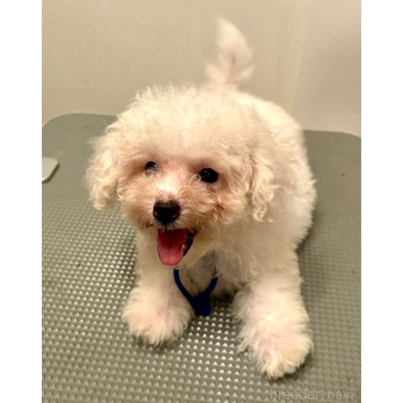 販売中の東京都のミックス犬-404054