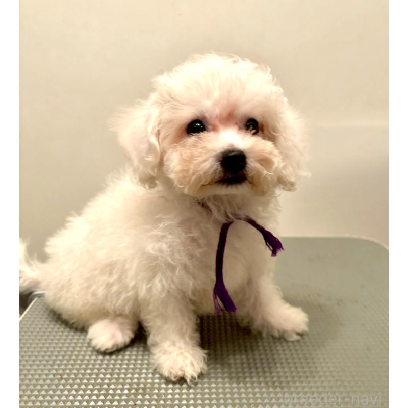 販売中の東京都のミックス犬-398962の10枚目