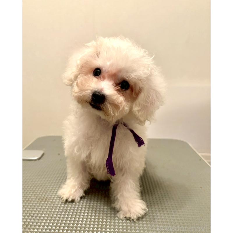 販売中の東京都のミックス犬-398962の9枚目