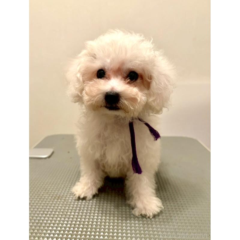 販売中の東京都のミックス犬-398962の8枚目