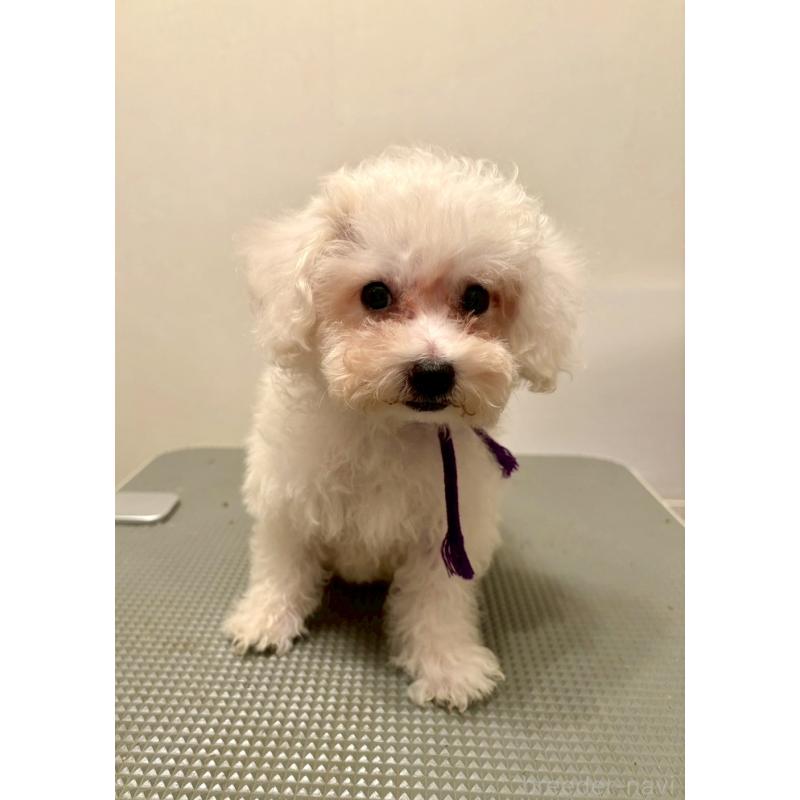 販売中の東京都のミックス犬-398962の7枚目